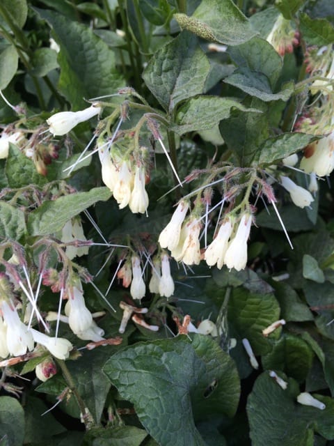 Common Comfrey