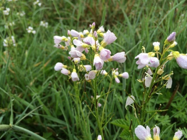 cuckoo flowers