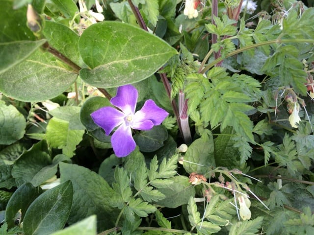 Periwinkle (Vinca Major)