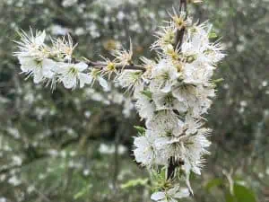 Blackthorn or Sloe - The Natural Navigator