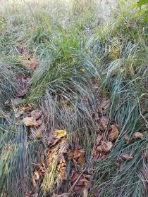 blue and green grass close up