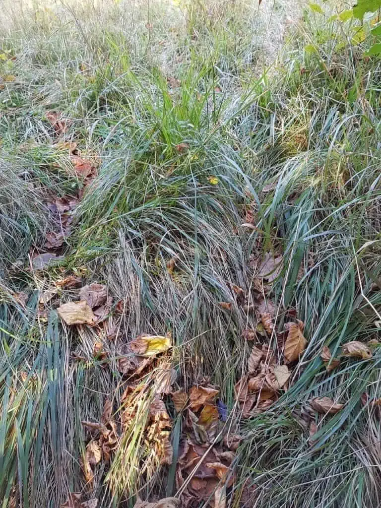 blue and green grass close up