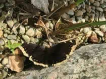 Camberwell Beauty Butterfly