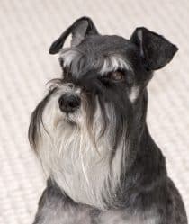 Miniature Schnauzer Sketch