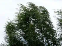 trees blowing in the wind