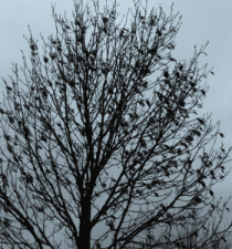 Wind swept tree with seeds