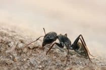 Close up of an ant