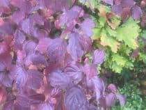 Anthocyanin dogwood oak plants