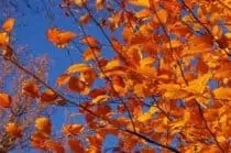 Autumn leaves against blue sky