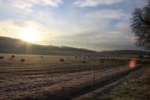 Farmland on a frosty morning