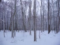 Snow beech trees