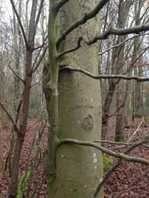 Beech tree