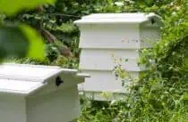 Beehive