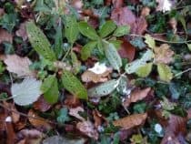 Bird droppings on ivy