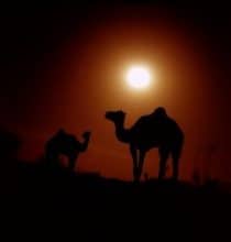 Camel Navigation
