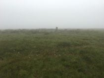 Dartmoor in the mist