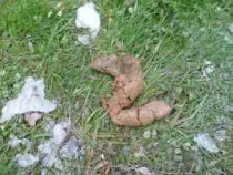 dog poo