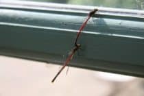 Dragonflies mating