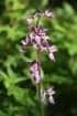 Early purple orchid