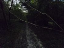 Fallen tree across a path