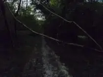 Fallen tree across a path