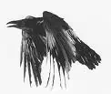 Floki raven