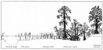 Florida Everglades Sketch
