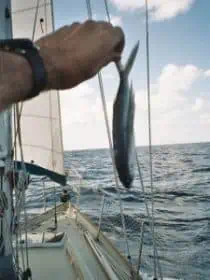 Flying fish being held up