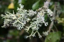 Fructiose lichen on sycamore