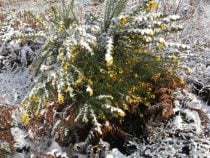 Gorse snow effects of sun snow and wind