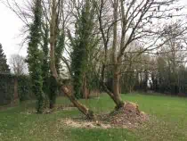Gravitropism when a tree has blown over but survived