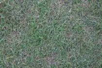 Green grass