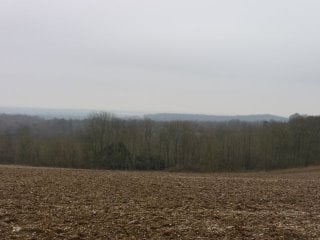 Green tinge beech trees