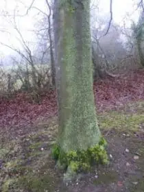 Ground moisture on a tree