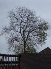 A tree with leaves only on the south side