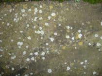 Lichen on Stone