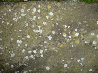 Lichen on Stone