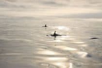long finned pilot whales in water