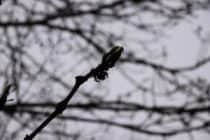 Male purple ash flower