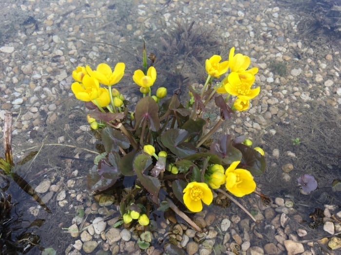 Marshmarigolds and Shallow Water The Natural Navigator