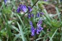 Bluebell flower
