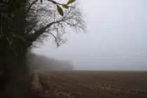 Misty field