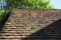 Moss growing on the north side of a roof