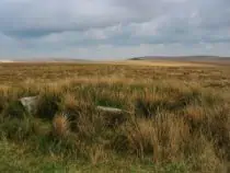 grasses at dartmoor