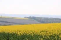 Rape seed on hills