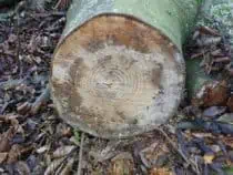 a log cut down
