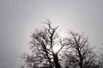 Tops of trees