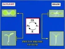Phytochrome plant response diagram