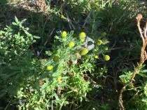Pineappleweed plant