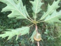 A leaf from a red oak tree with an acorn